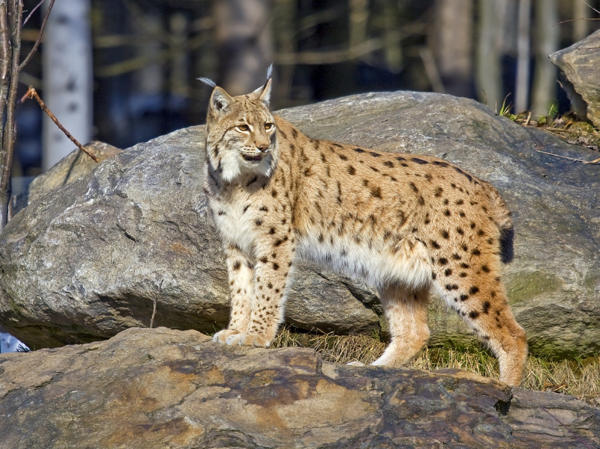 lynx cat breed