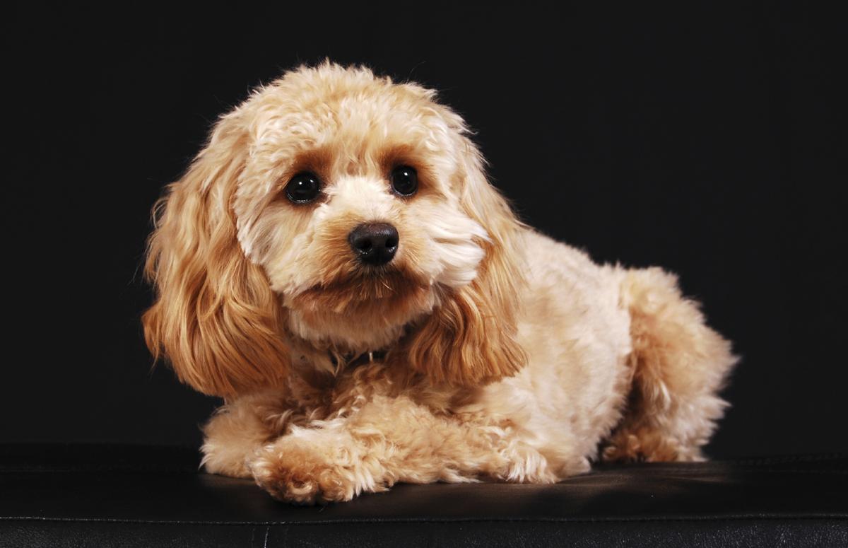 General Care and Grooming Tips for Cockapoo Dogs You ...