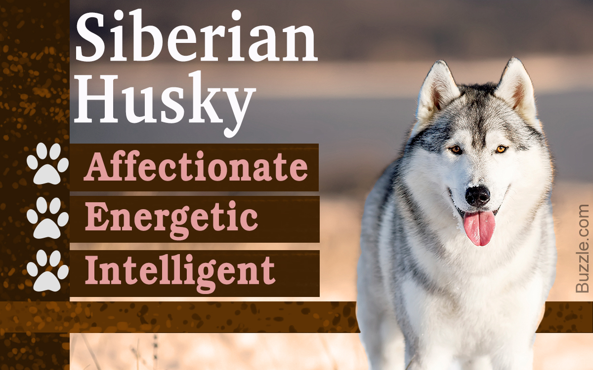 husky dog temperament
