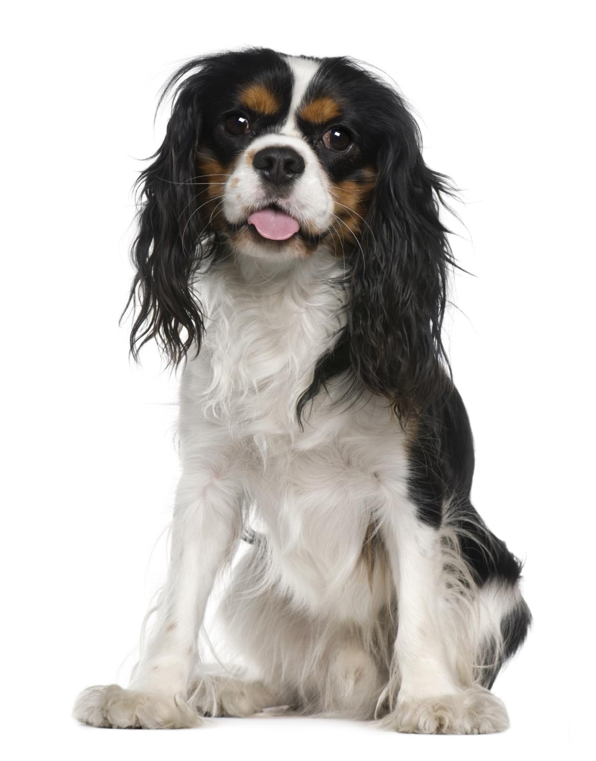 Information About The Very Affectionate Cavachon Dog Breed Dogappy