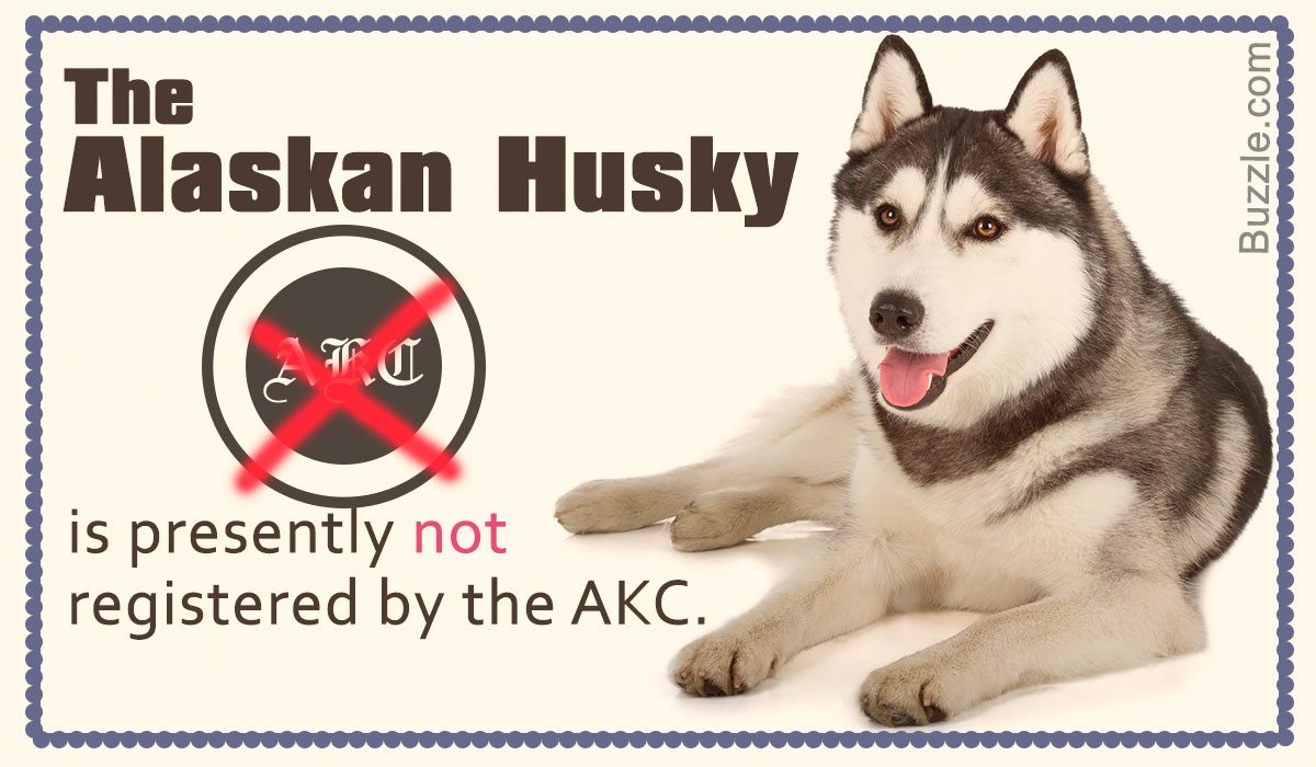 all about huskies facts