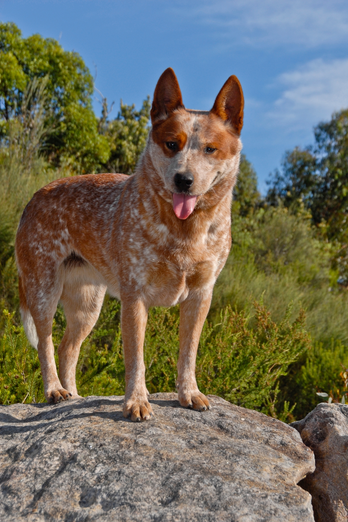 Truly Interesting Facts about Australian Cattle Dogs (Blue Heelers) - DogAppy