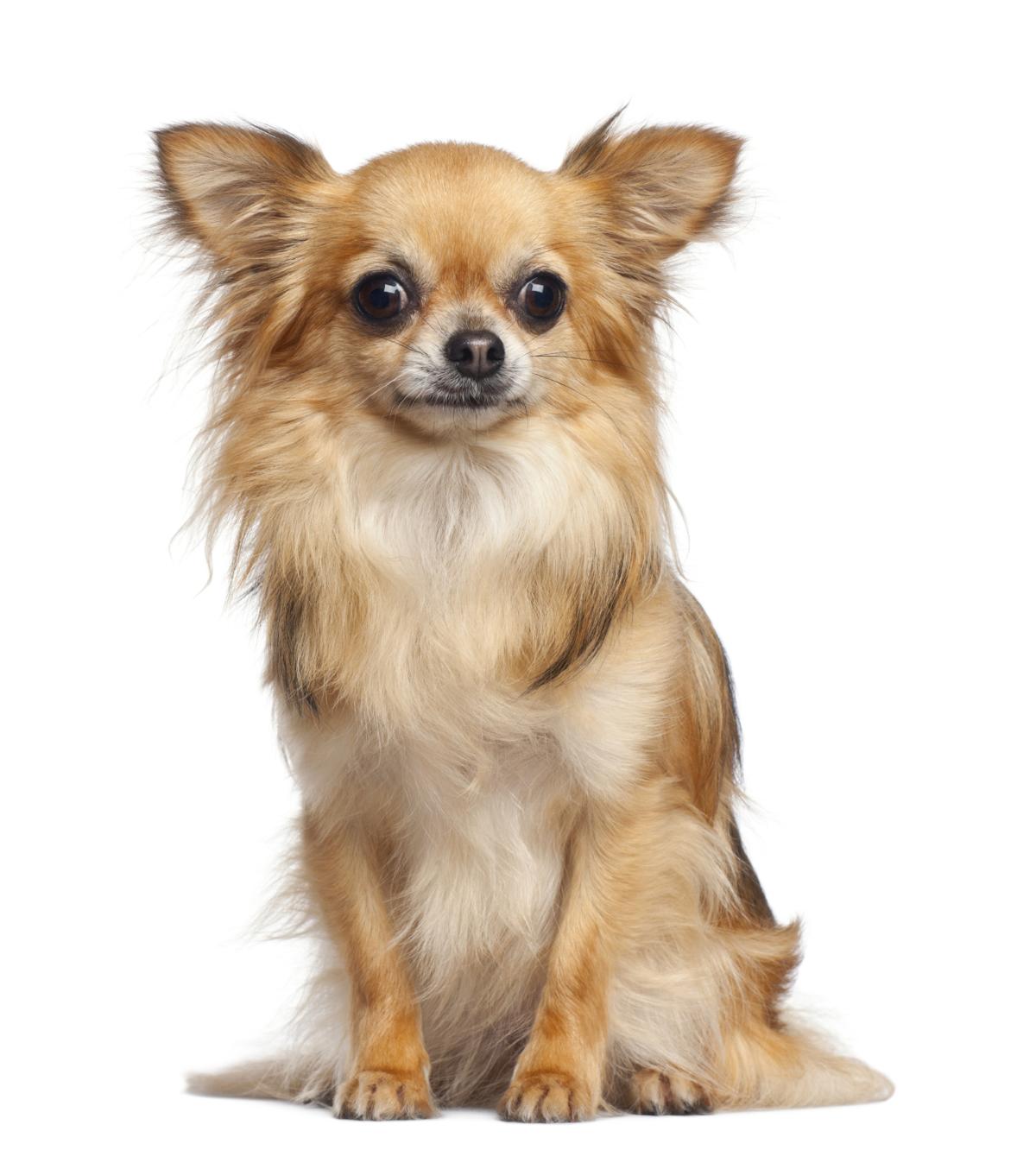 Information About the Delicately Cute Apple-head Chihuahuas