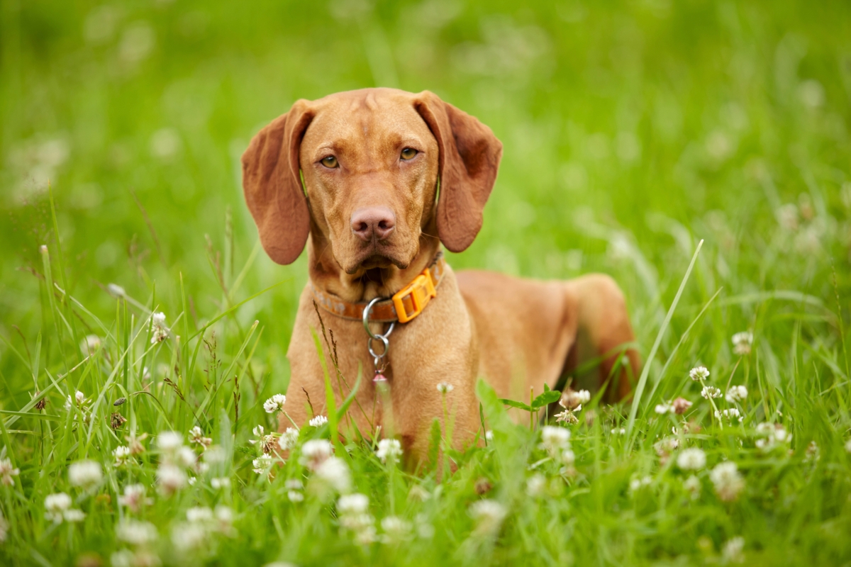 Intriguing Facts About the Very Intelligent Vizsla Dog ...