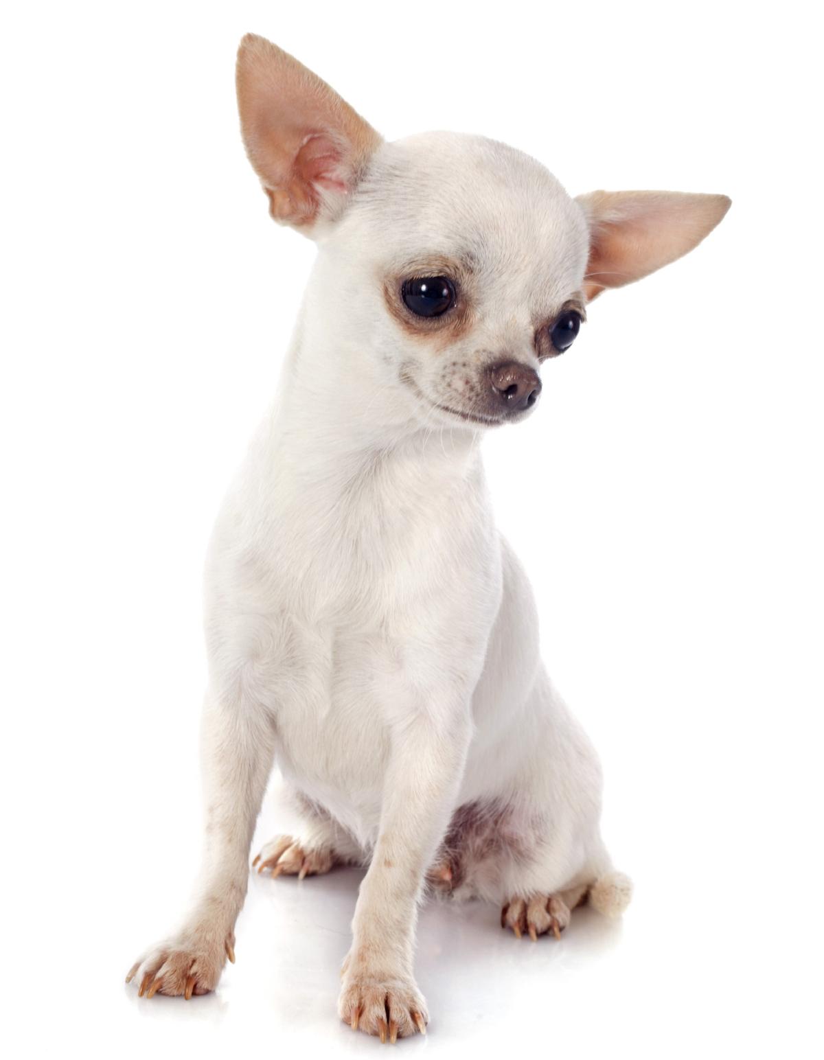 Information About The Delicately Cute Apple Head Chihuahuas