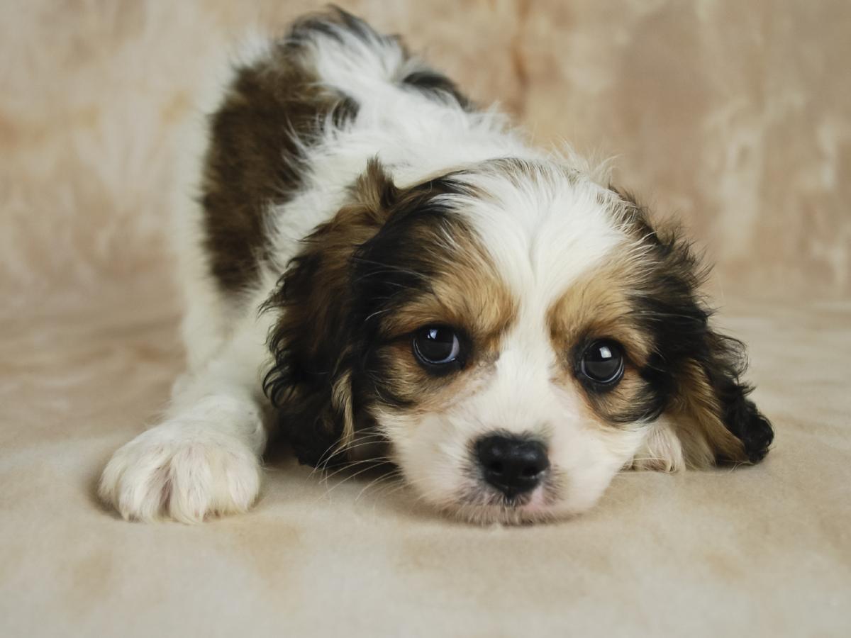Buy Cavachon Puppies For Sale | Las Vegas, NV #288581