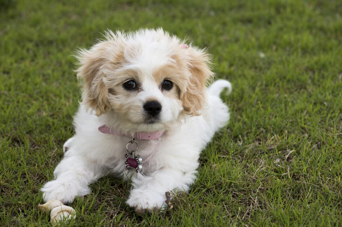 Buy Cavachon Puppies for Sale near Beaverton, Oregon, USA