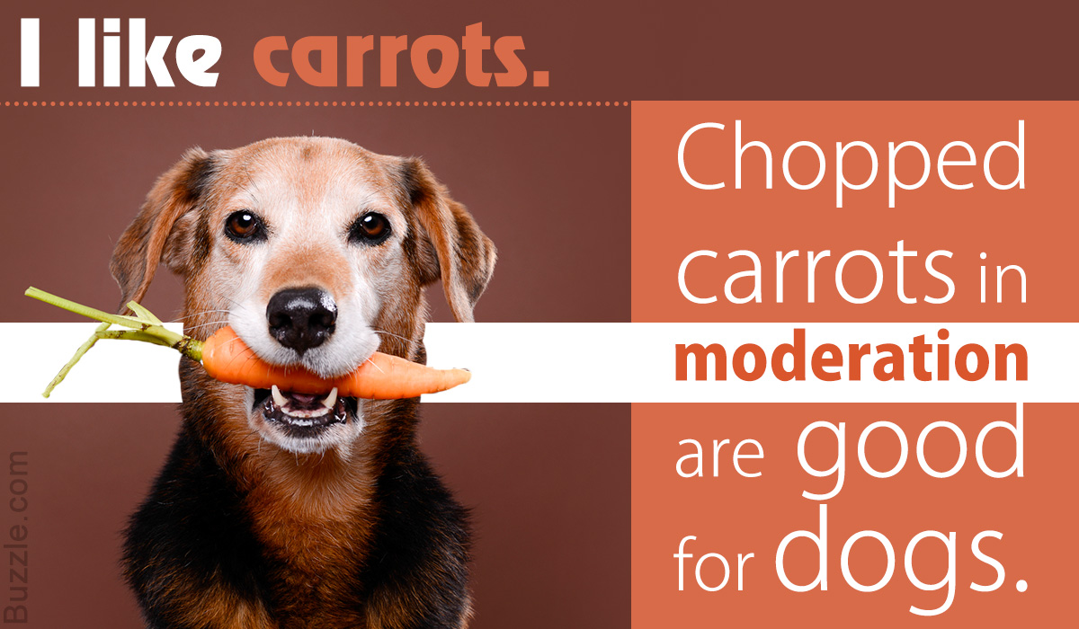 Are Carrots Good for Dogs and How Much Can You Feed Them ...