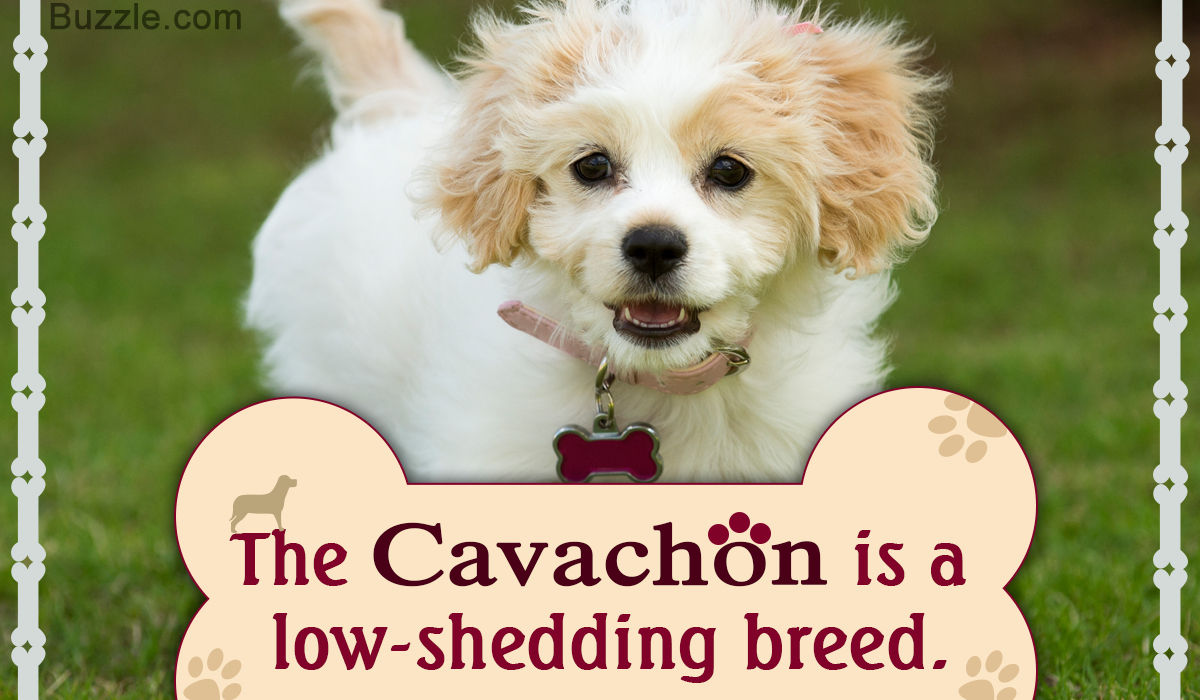 Cavachon Puppy Weight Chart
