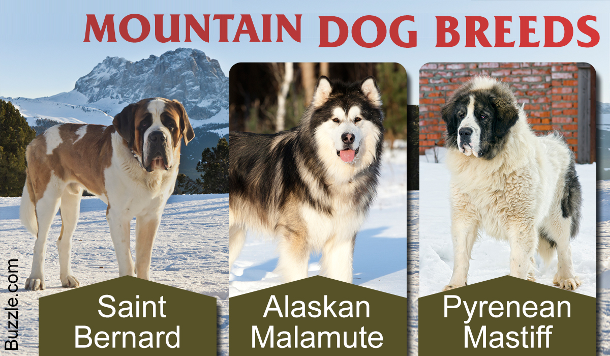 types of mountain dogs