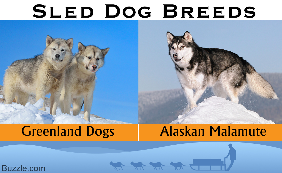 sled dog breeds