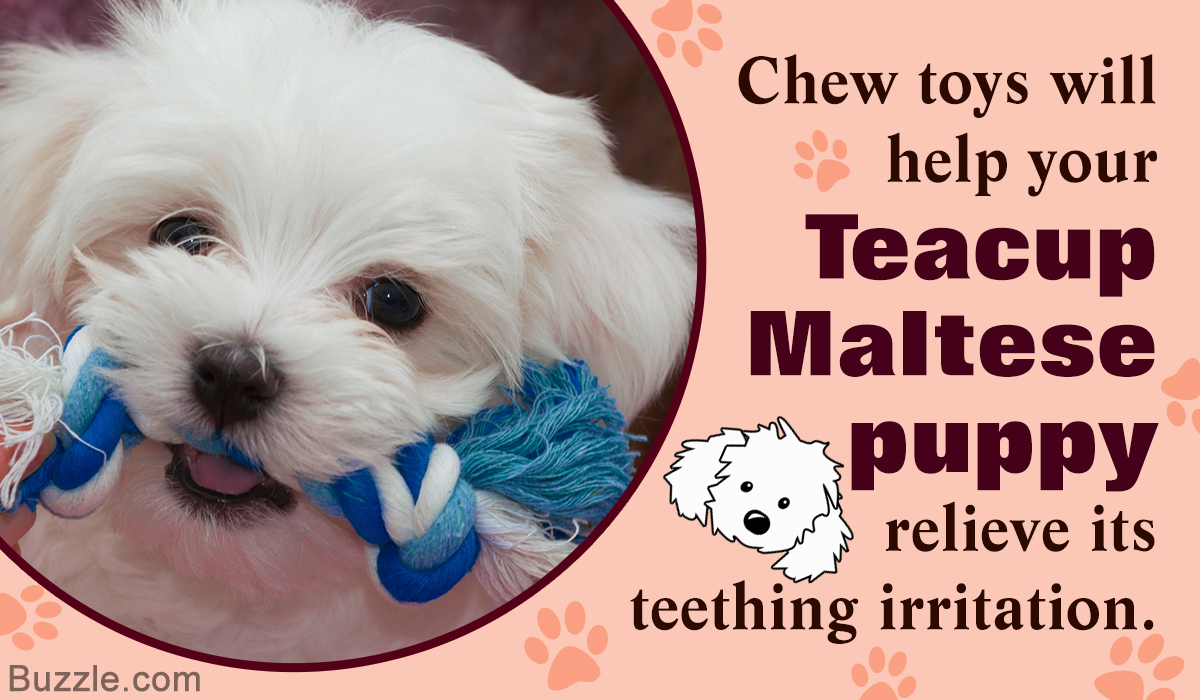 maltese puppy care