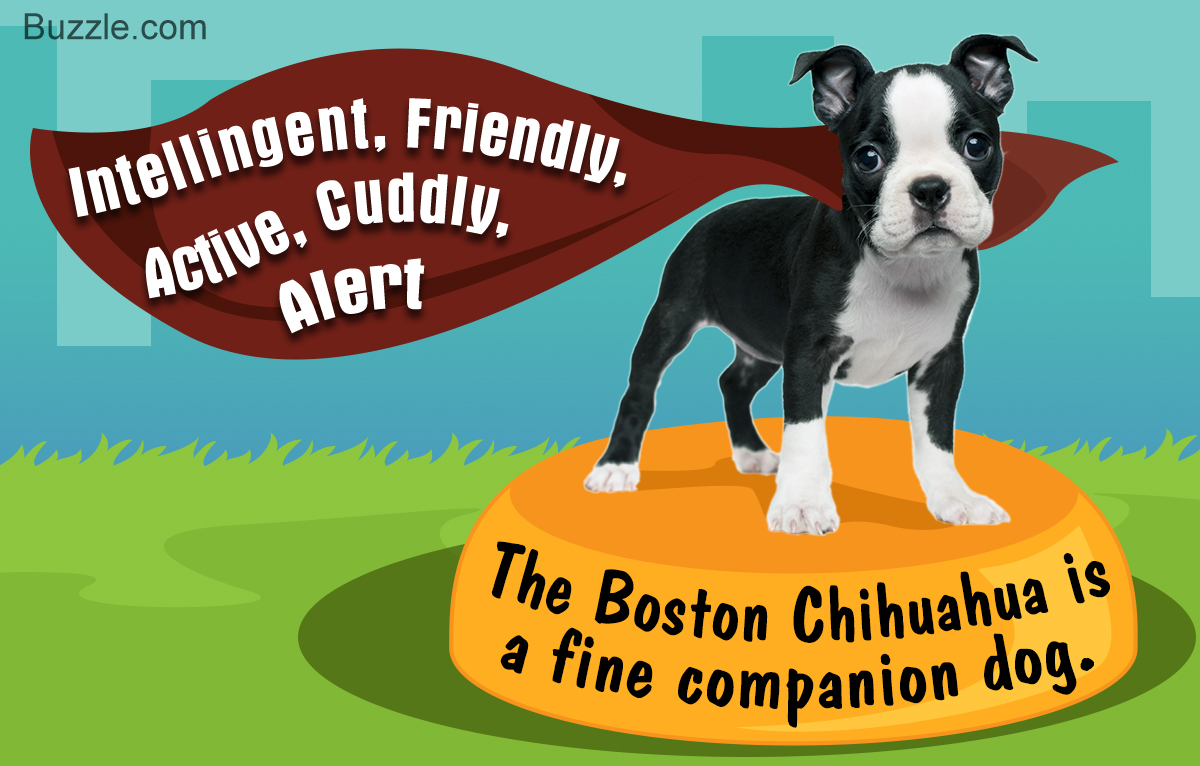 Boston Terrier Growth Chart