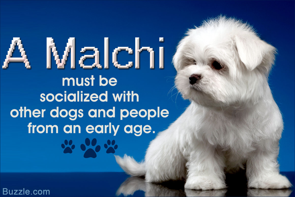 Fantastic Information About The Maltese Chihuahua Mix Malchi