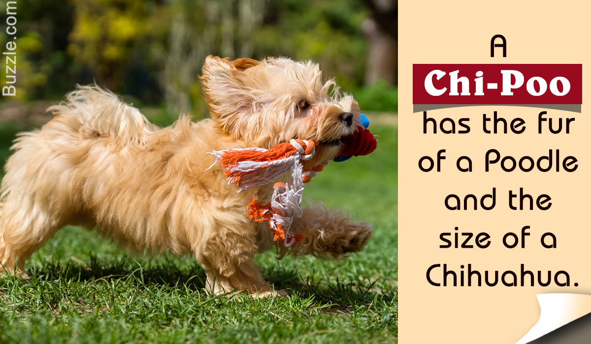 Information About The Chihuahua Poodle Mix The Feisty Chi Poo