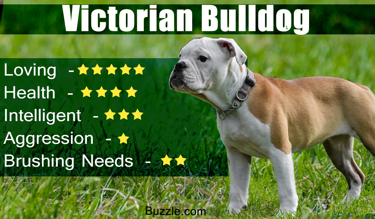 brindle victorian bulldog