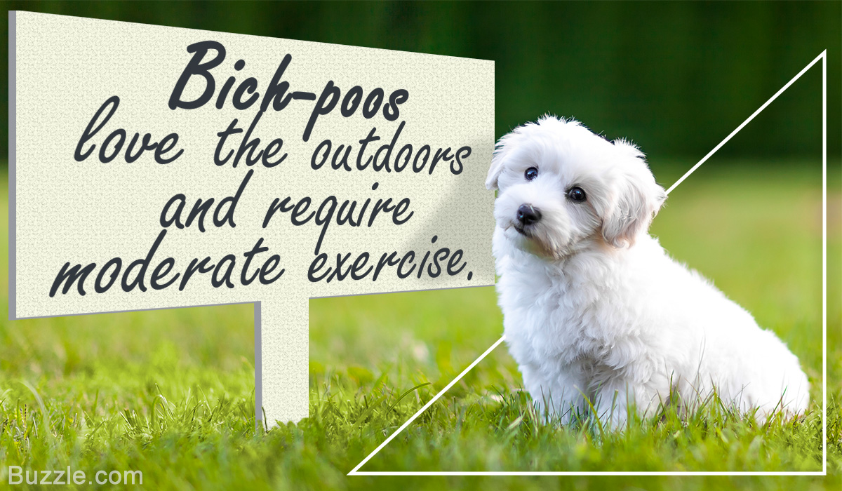 Enthralling Information About The Bichon Frise Poodle Mix Bich