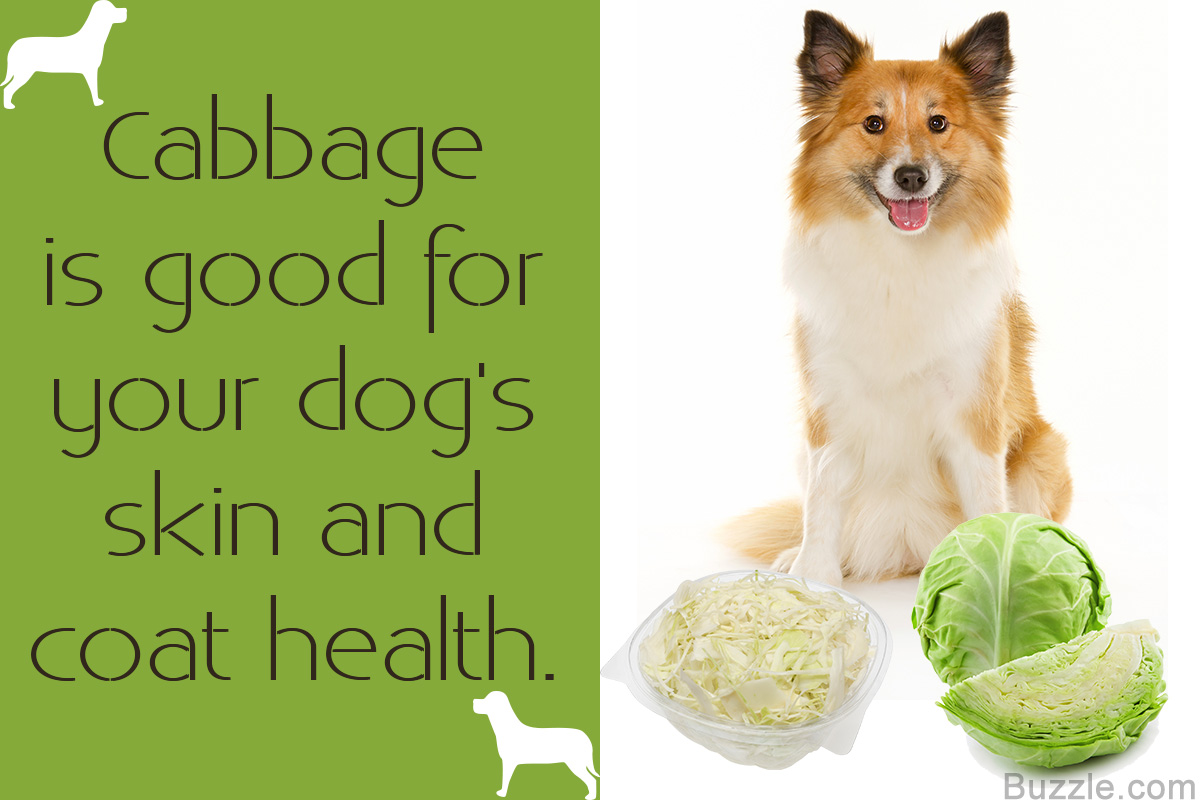 Is Cabbage Good for Dogs? - Pet Ponder