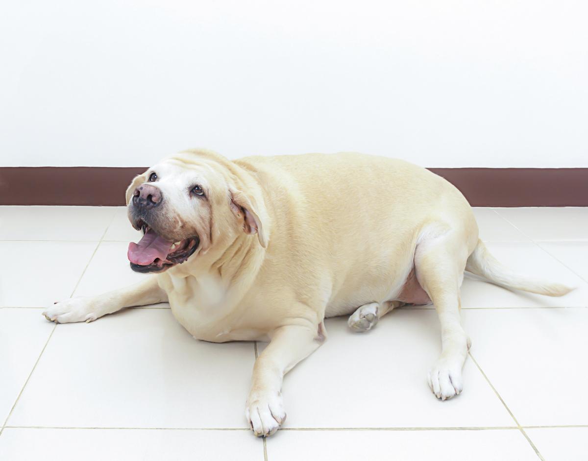 Here's How You Can Help Your Overweight Dog Lose Weight ...