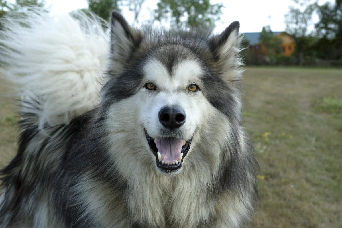 Incredible Facts About Alaskan Malamutes You Won't Want to ...