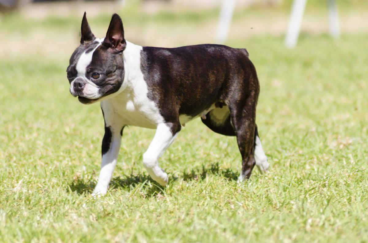 A List Of Small Dogs That Don T Shed Unbelievable But True Dogappy