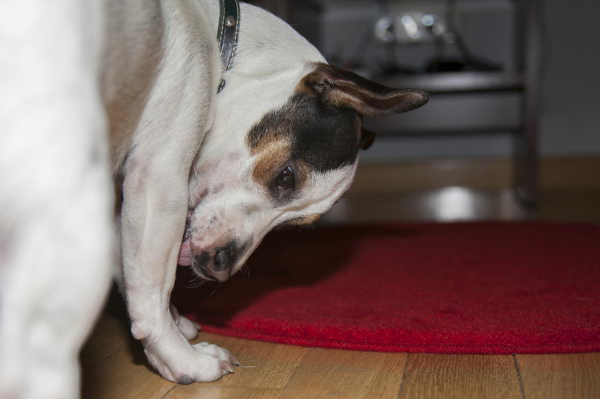How To Stop Your Dog From Scratching The Carpet We Have 8 Great