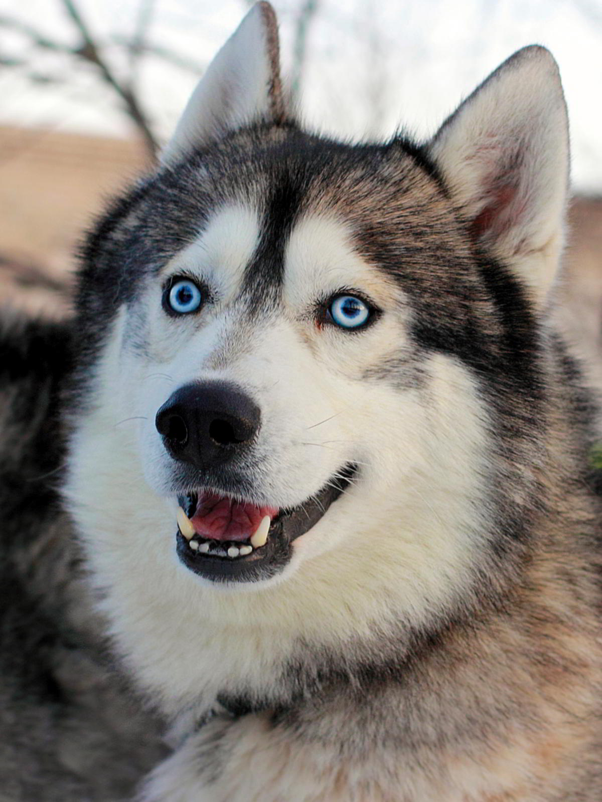 Порода собак с голубыми глазами. Аляскинский хаски. Хаски порода хаски. Маламут Аляскинский с голубыми глазами. Alaskan Husky.