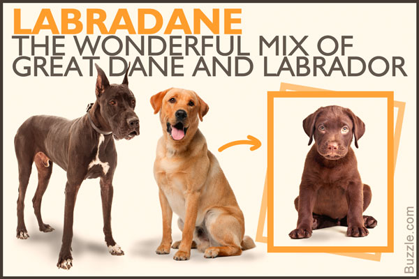 labradane - the great dane-labrador mix