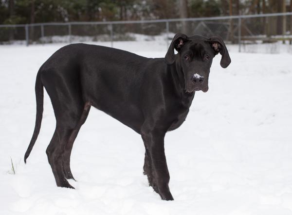 8 month old great dane