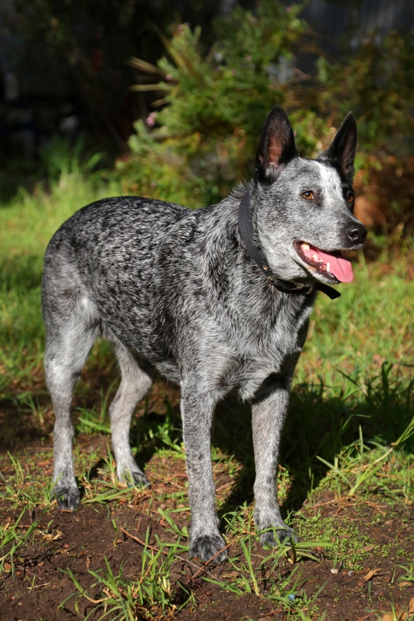 all about blue heelers