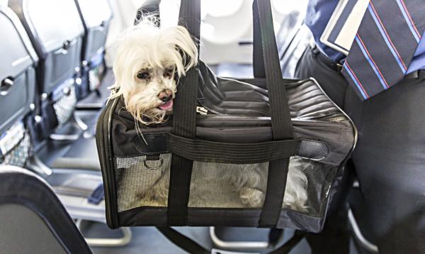 All You Need to Know About Choosing the Best Pet Carrier