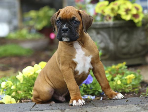 small boxer dog