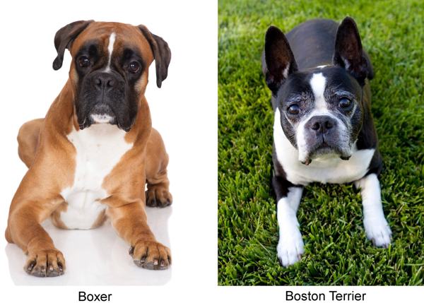 boston terrier boxer puppies