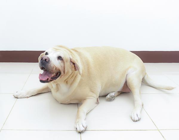 how to help my dog lose weight
