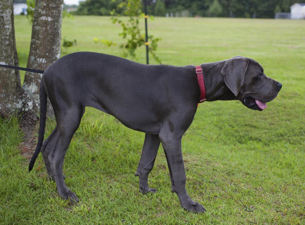 8 Different Great Dane Colors and Patterns With Amazing Pictures