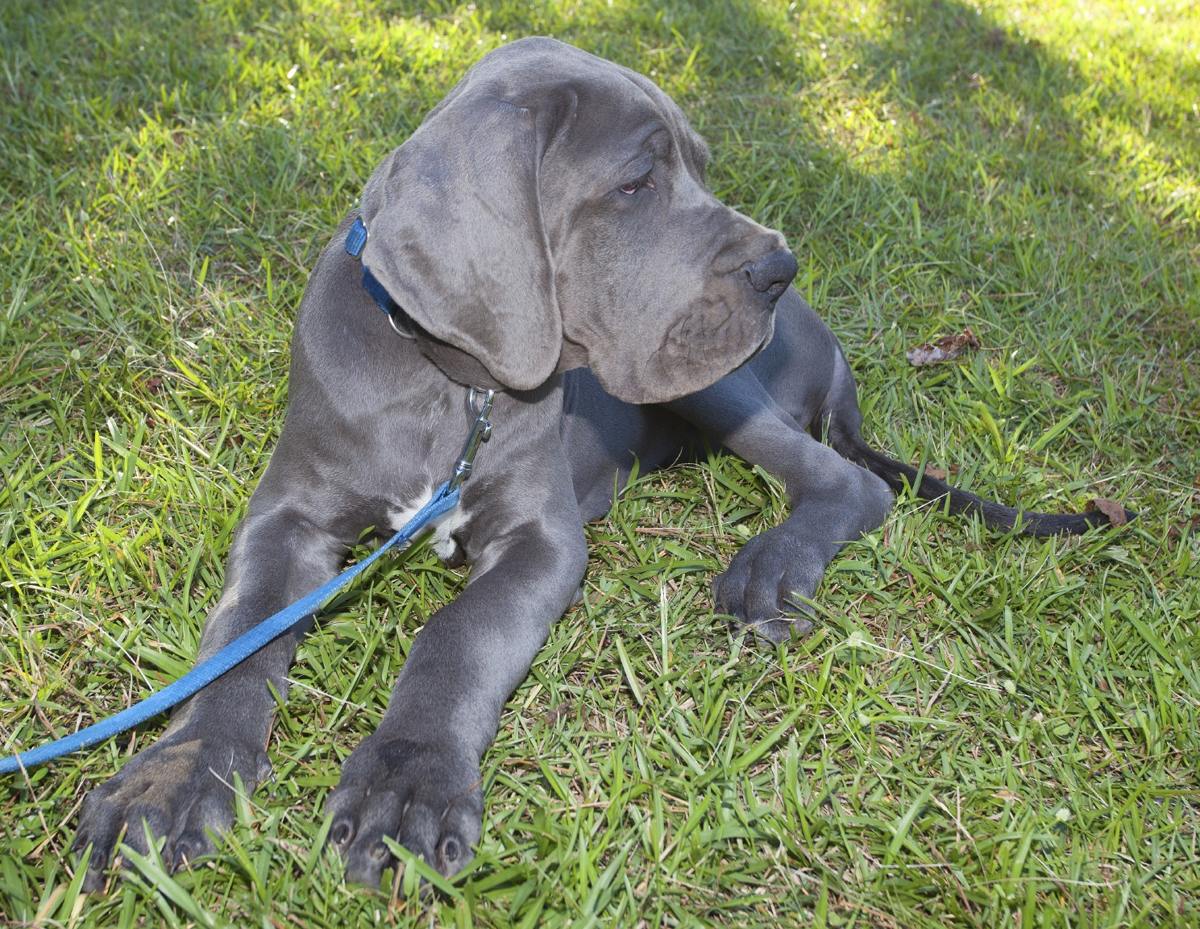 8 Different Great Dane Colors and Patterns With Amazing ...