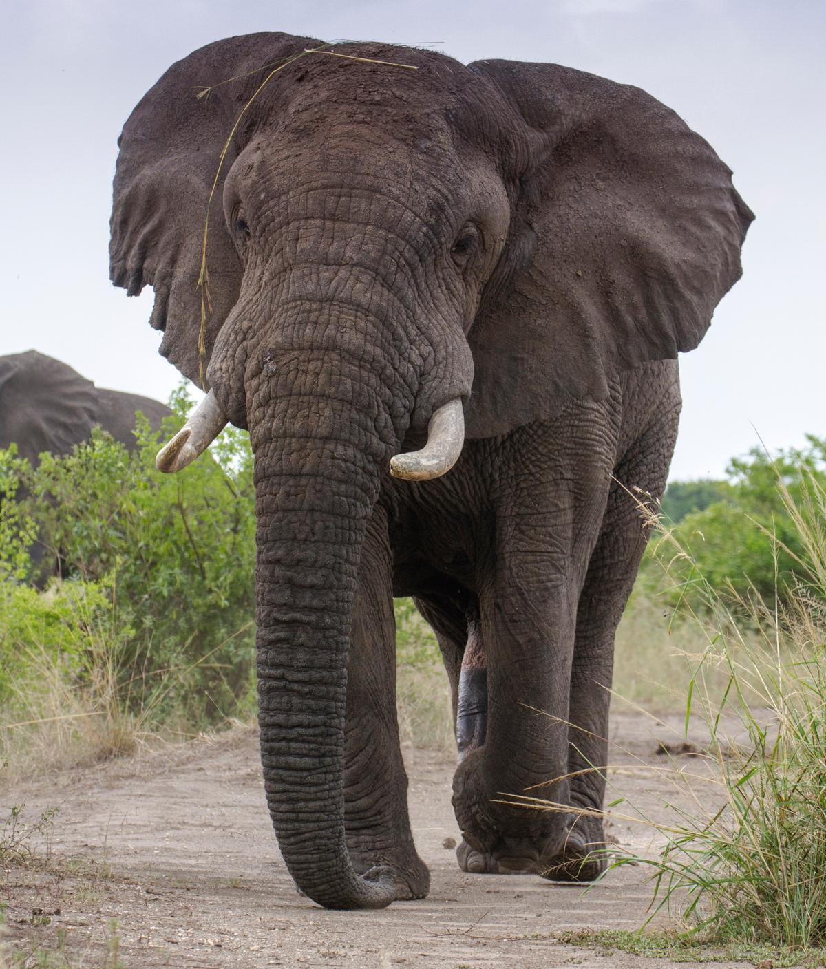 1200-37925900-male-african-elephant.jpg
