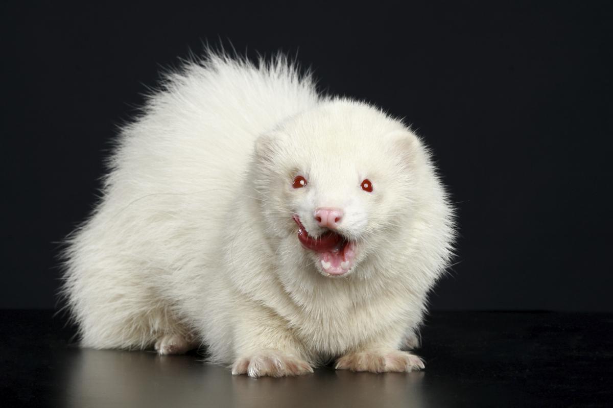 white albino ferret