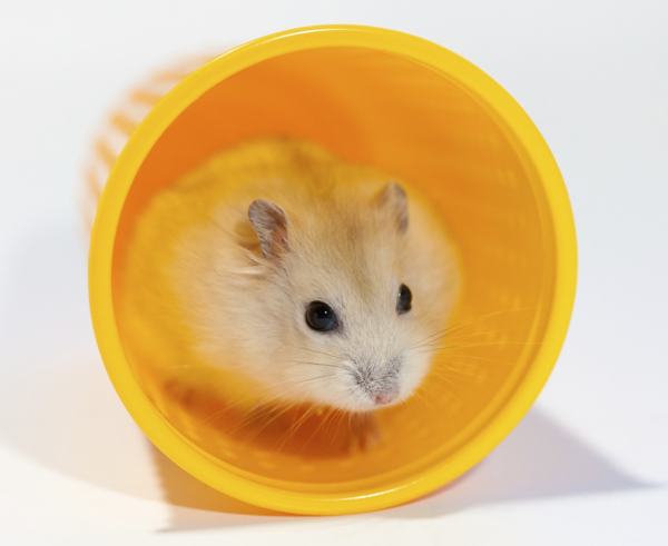 Fun Facts About Syrian Hamsters: Get Ready for Cuteness Overload