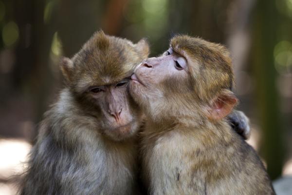 monkey couple