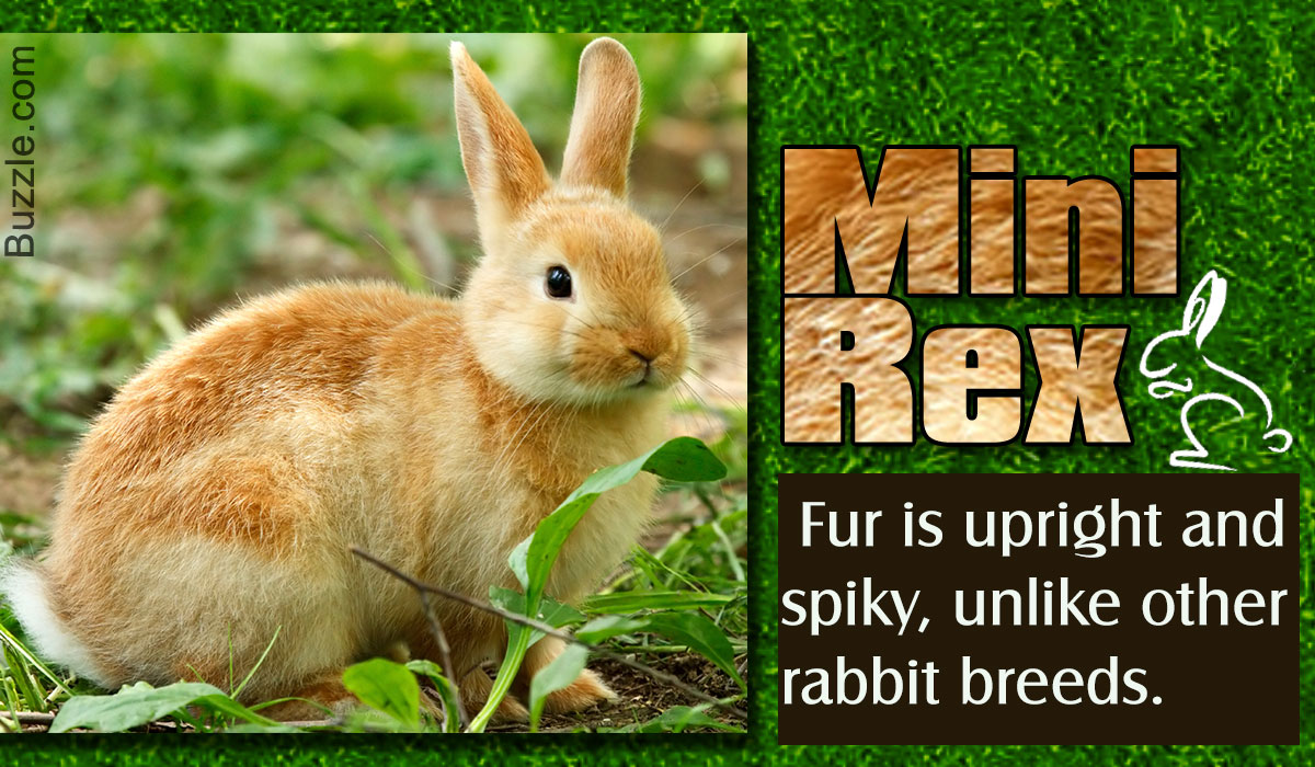 mini rex rabbit
