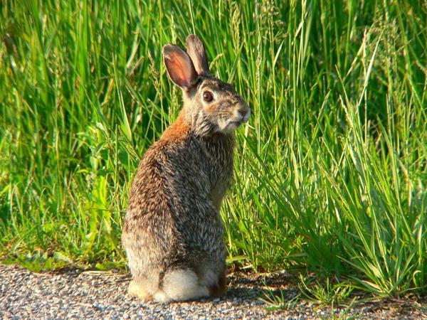 Homemade Rabbit Traps Well Making Them Is Outrageously Easy