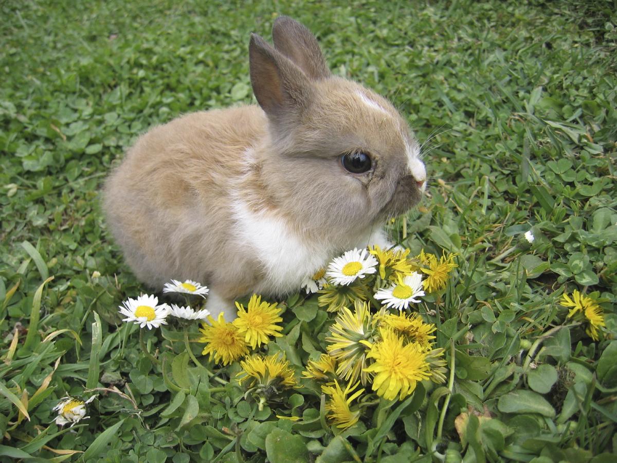 Можно кроликам давать одуванчики. Кролик в одуванчиках. Заяц с одуванчиком. Кролик ест одуванчик. Кролики любят одуванчики.