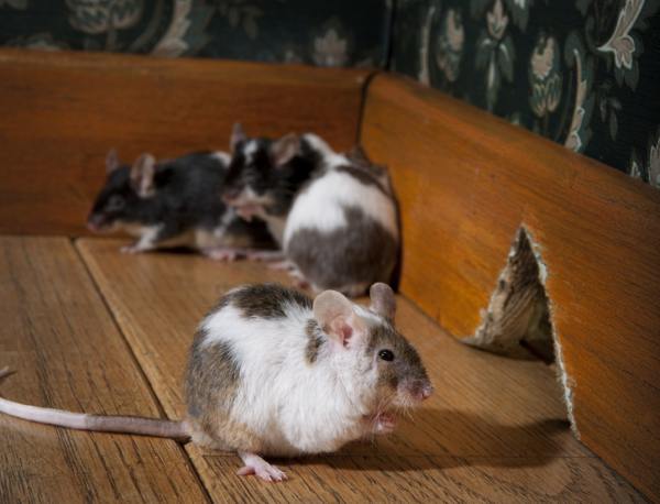 Group of mice