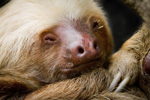 Can You Keep a Sloth as a Pet? Here's the Real Answer