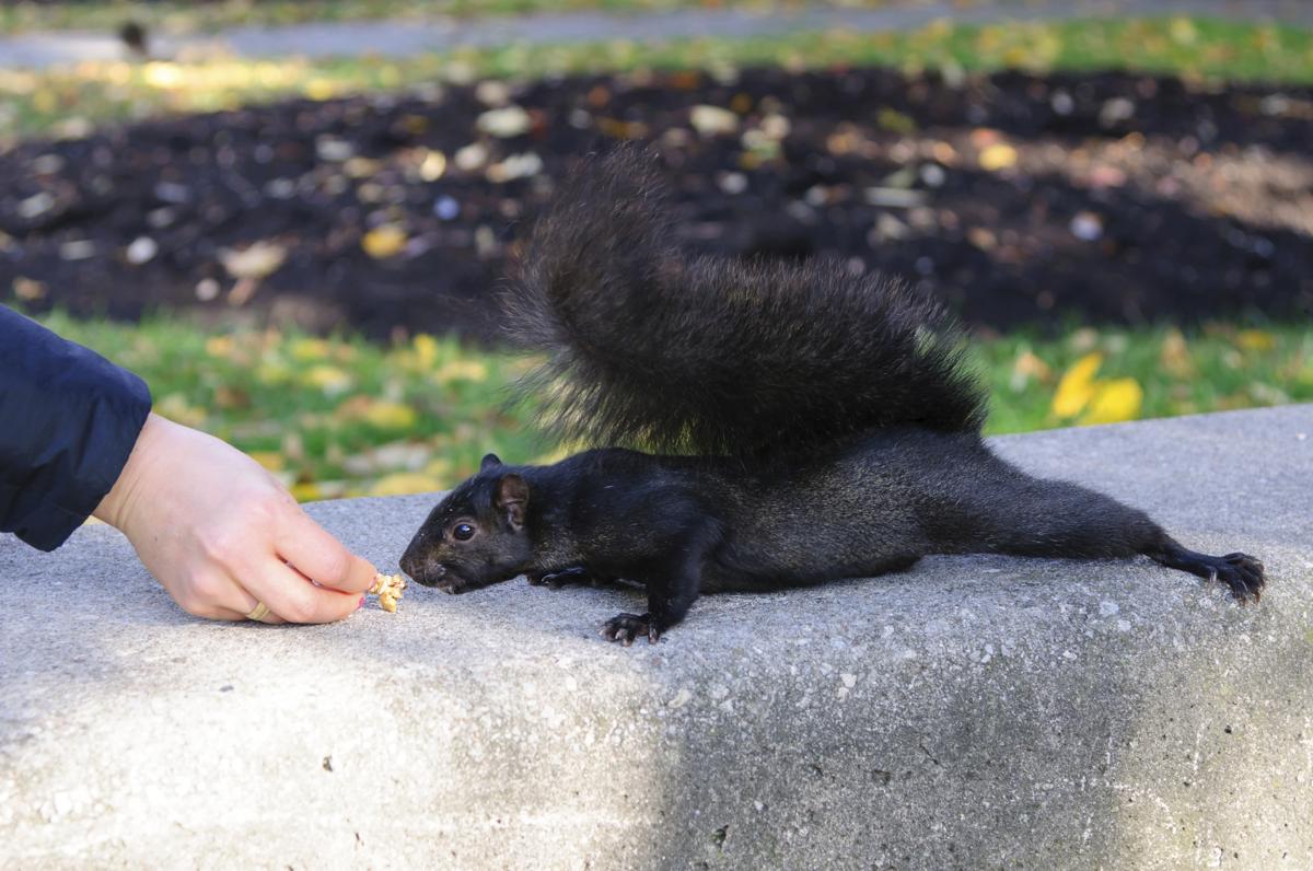 Cute and Cool Facts About the Relatively Rare Black Squirrels