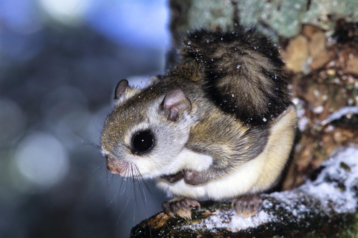 Facts About the Undeniably Adorable Japanese Dwarf Flying Squirrels