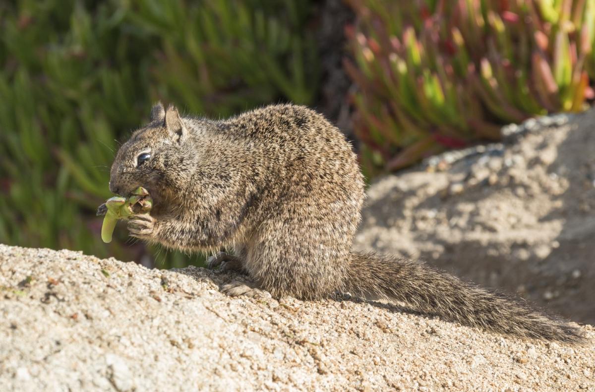 Crazily Fuzzy Facts About California Ground Squirrels
