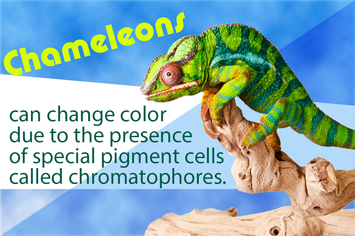 How And Why Do Chameleons Change Color The Mystery Effy Moom Free Coloring Picture wallpaper give a chance to color on the wall without getting in trouble! Fill the walls of your home or office with stress-relieving [effymoom.blogspot.com]