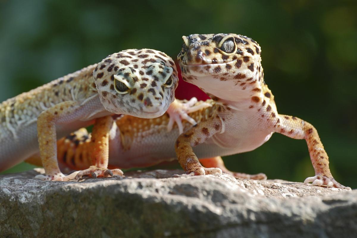 The Ultimate Guide to Breeding Your Pet Leopard Gecko